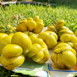 Помидоры - Второй Фила - Phil's Two Tomato