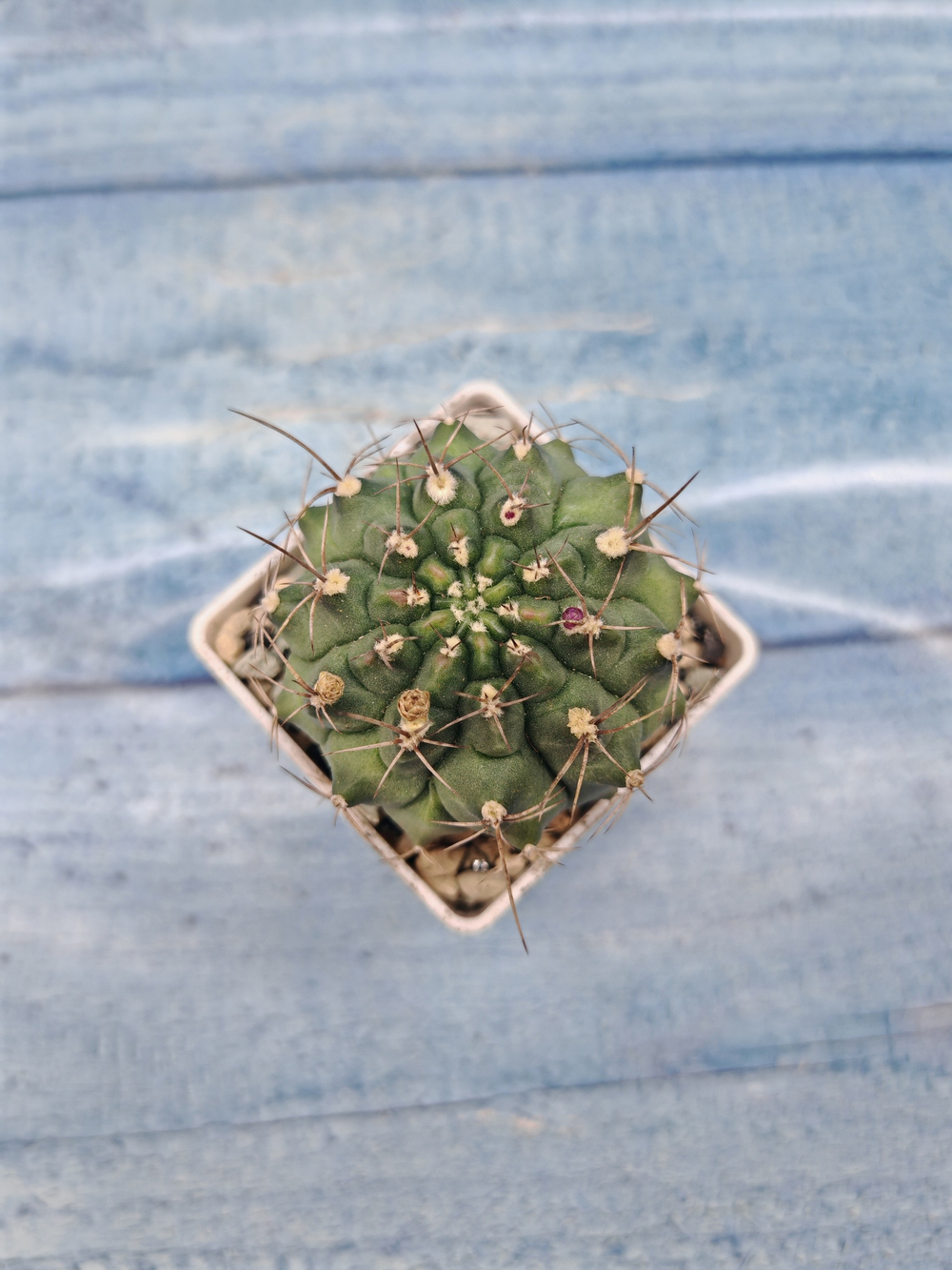 Gymnocalycium Anisitsii (Гимнокалициум)