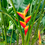 Геликония JACQUINI