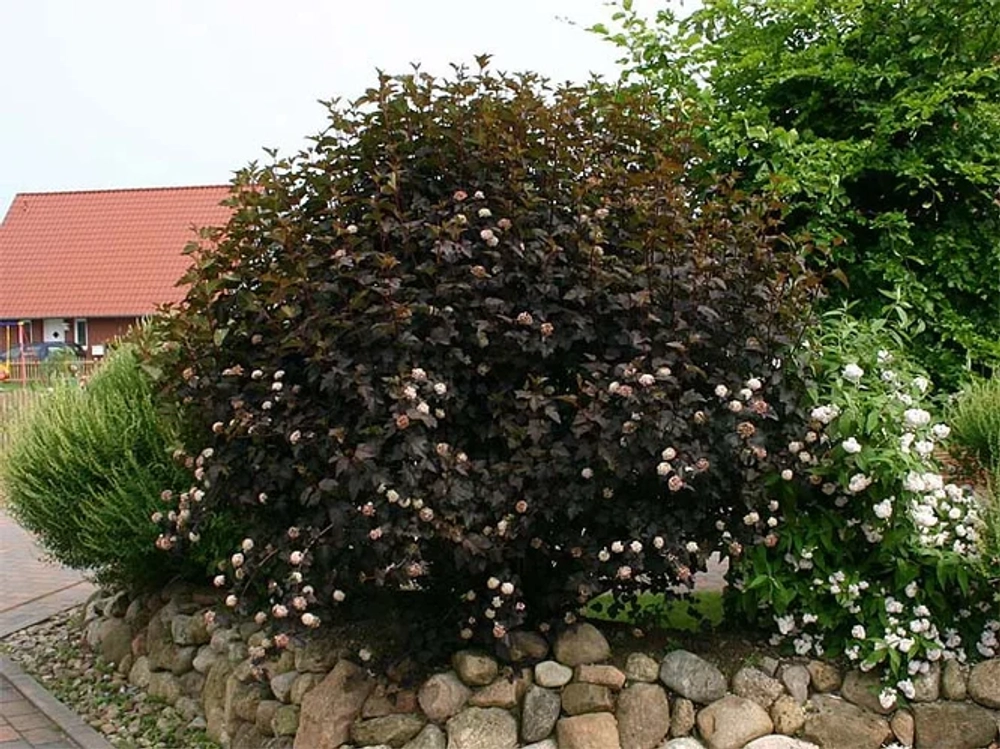 Пузыреплодник калинолистный Диабло С3 Закупка М60 июнь 2026