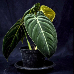 Филодендрон MELANOCHRYSUM