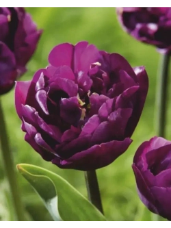 Тюльпаны Saigon Double 4 шт, набор луковиц