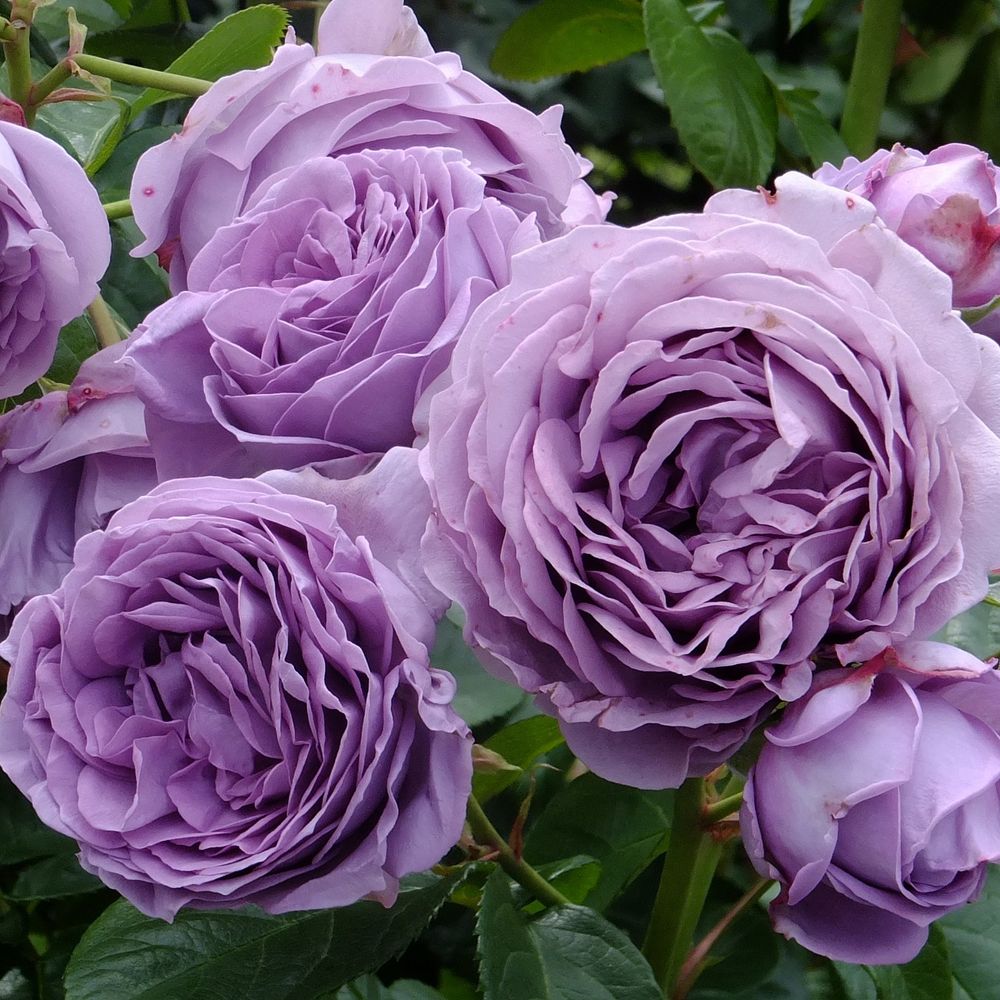 Блю Сторм (Blue Storm)