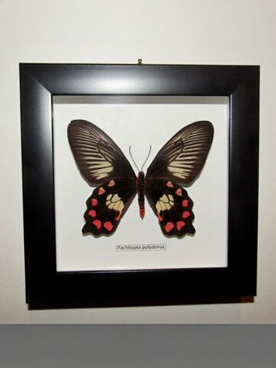 Бабочка Pachliopta polydorus в рамке