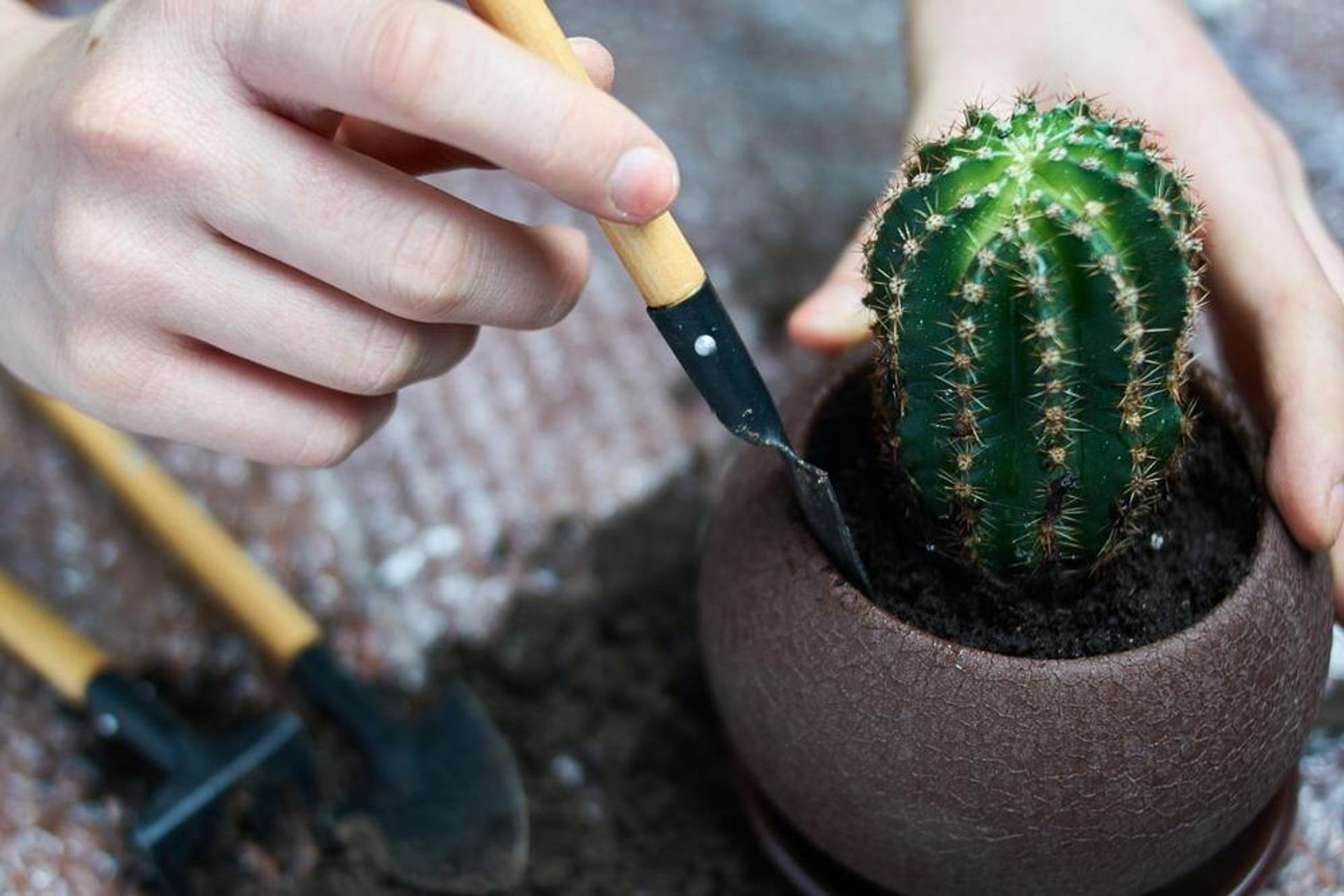 Приспособление для пересадки кактусов. Грунт в горшке кактуса. Кактус маммиллярия пересадка. Пересаживание суккулентов. Приспособление для пересадки кактусов.