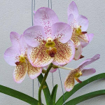 Ванда V BOONSERM BEAUTY