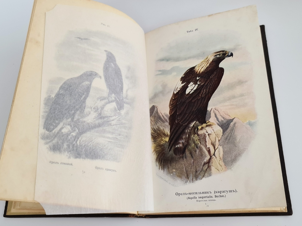 "Пернатые хищники. Популярные очерки из мира русских хищных птиц". Д.Н.Кайгородов. 1906 г.