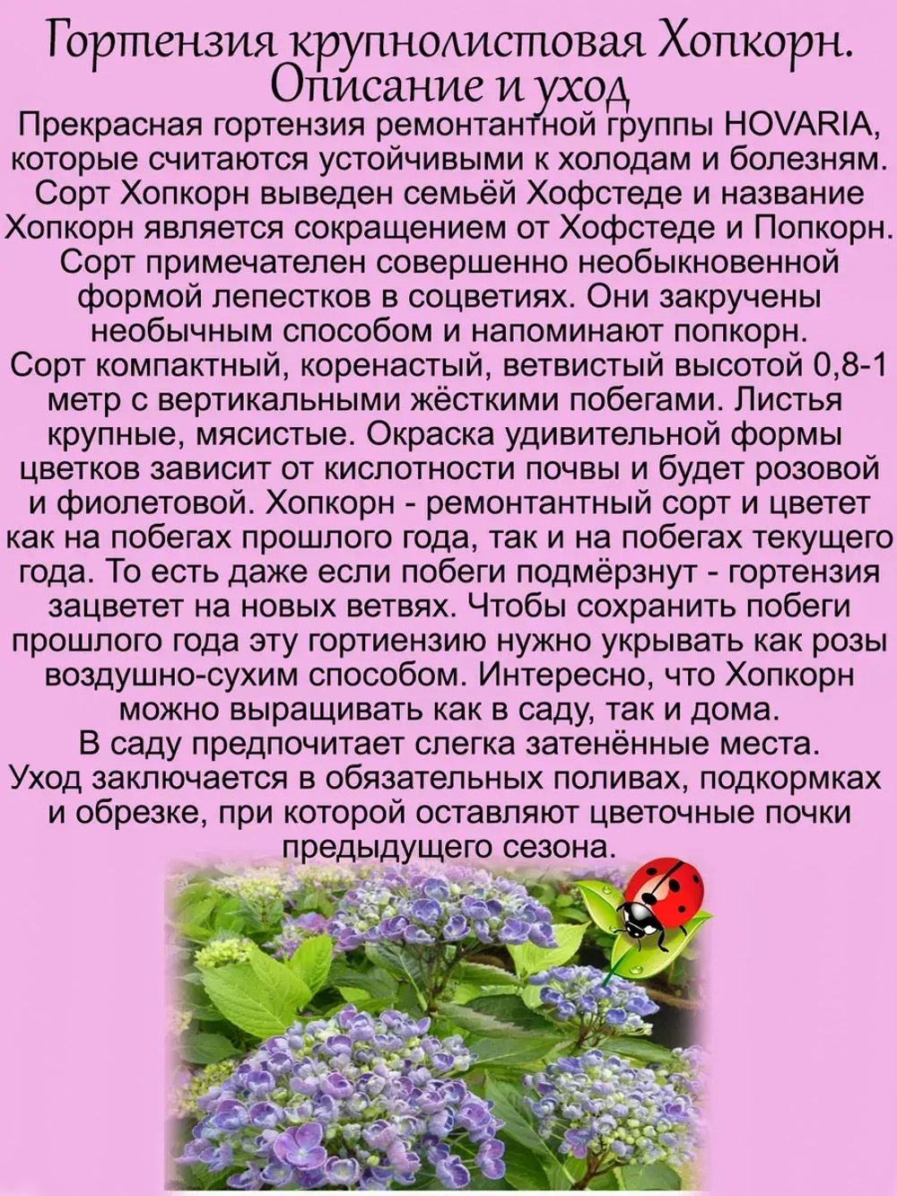 Гортензия Хопкорн крупнолистовая Попкорн