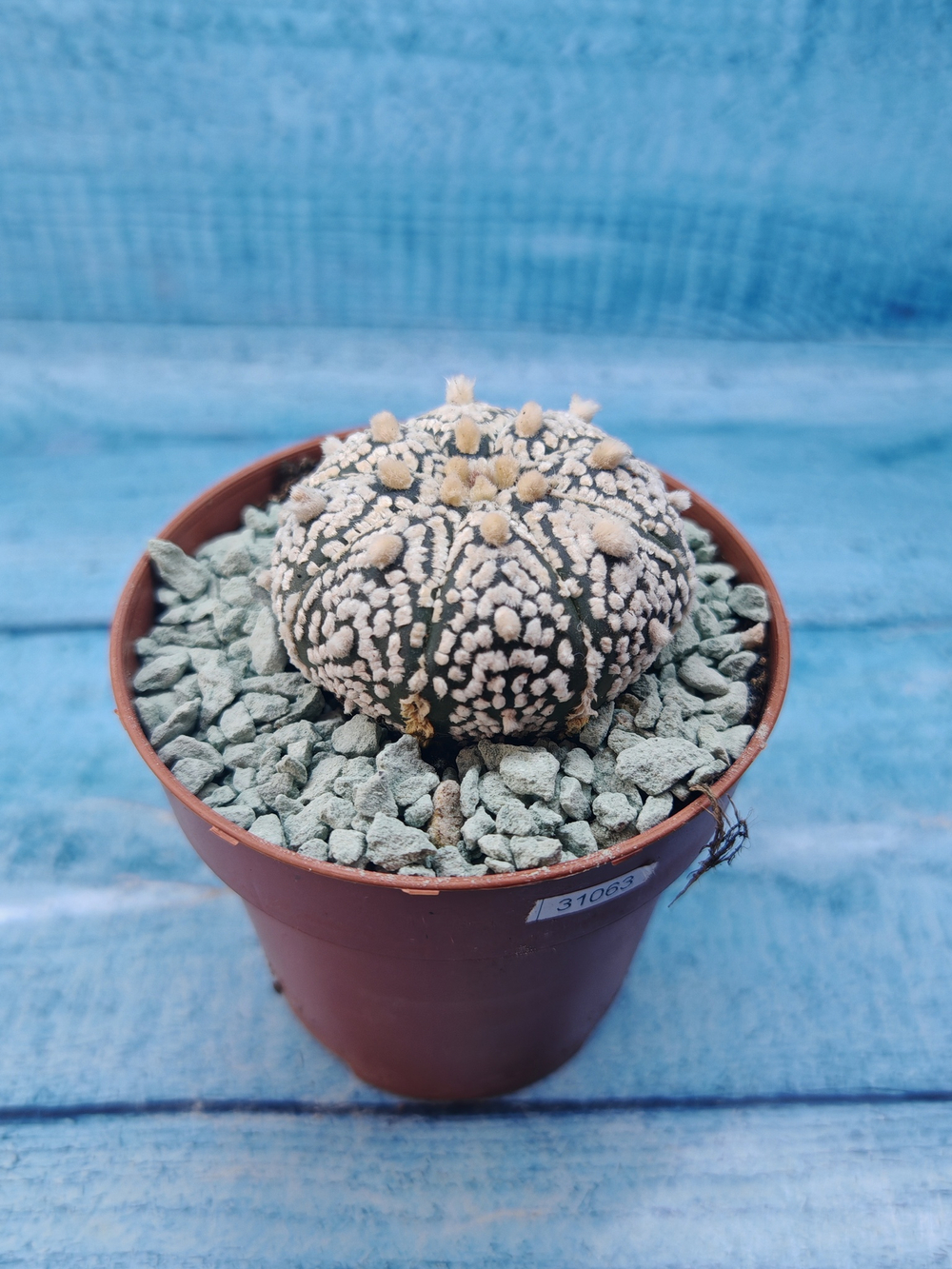 Astrophytum Asterias "Super Kabuto" (Астрофитум)