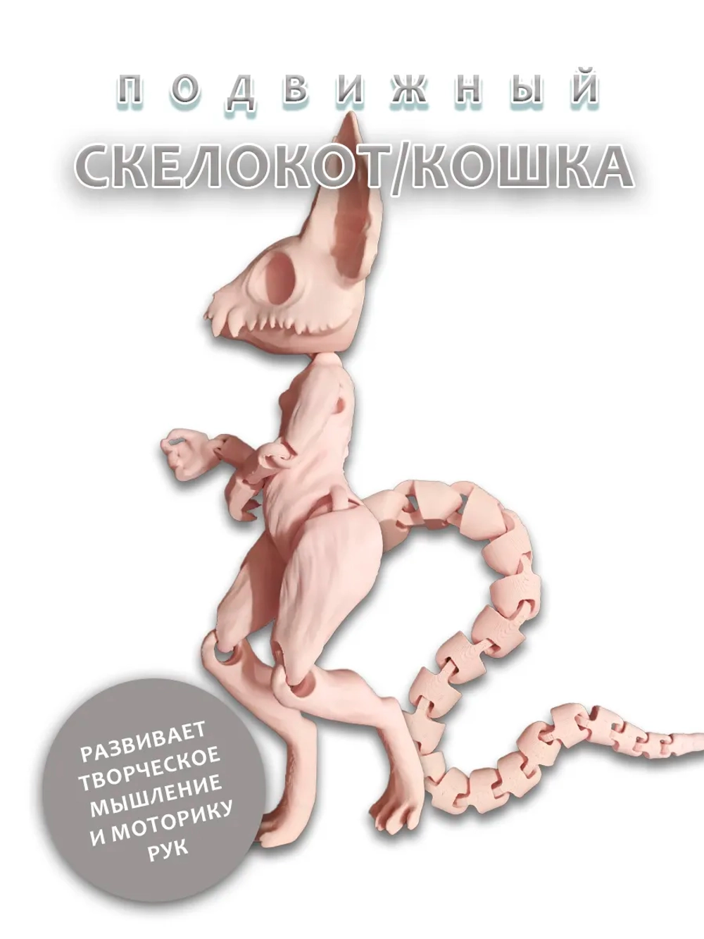 Скелет Кошки