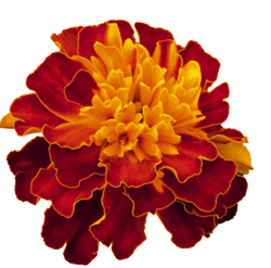 Бархатцы отклоненные Супер Хироу Хармони (1000шт) Витагрин Профи