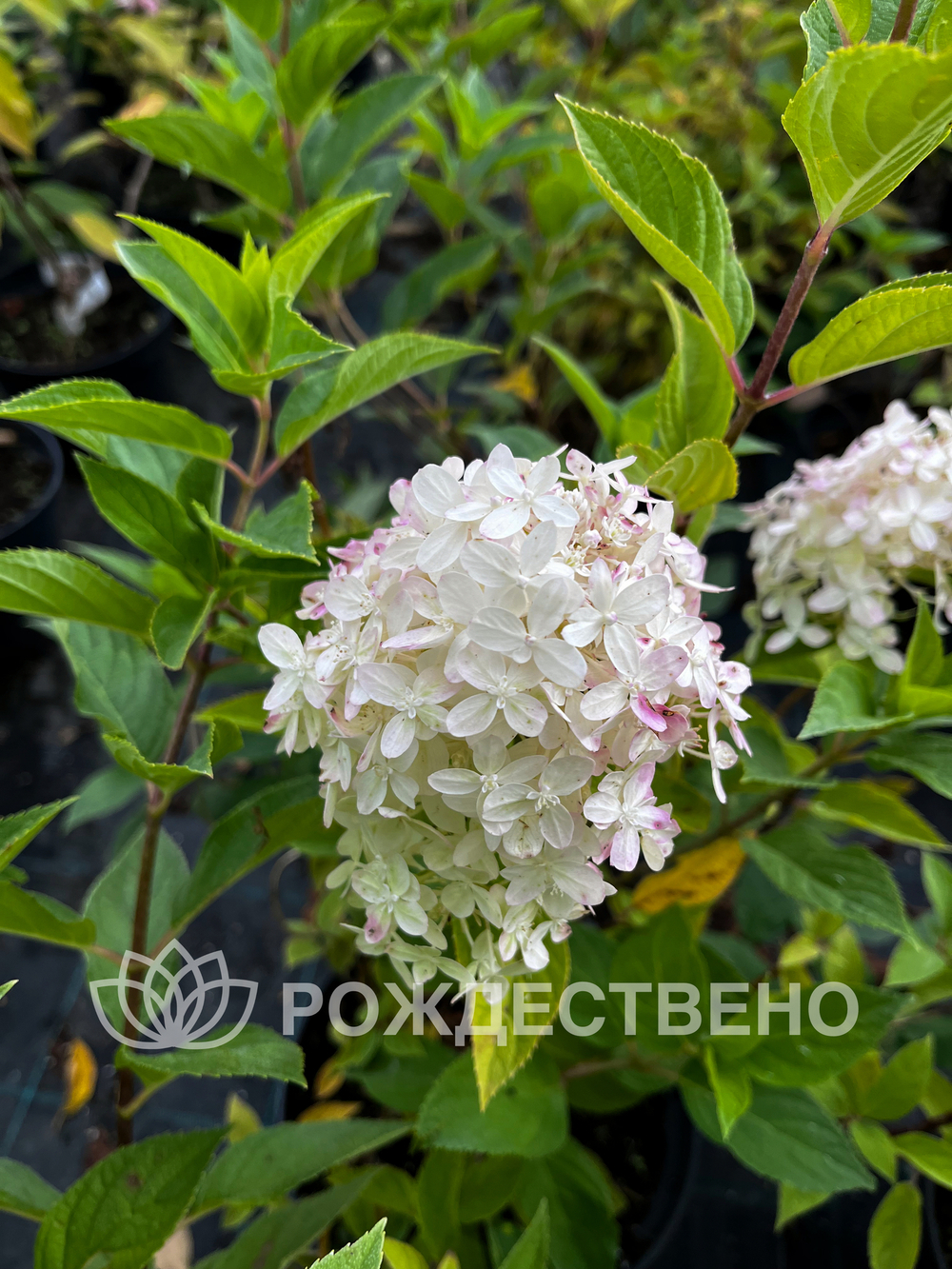 Гортензия метельчатая Коттон Крем