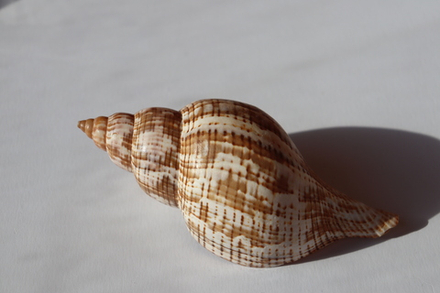 Ракушка фасциолария тюлипа (Fasciolaria tulipa)