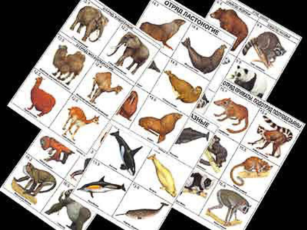 Комплект таблиц по зоологии раздат. &amp;#34;Разнообразие животных. Млекопитающие.&amp;#34; (цвет.,лам., А4, 16 шт.)
