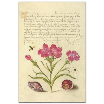 Гвоздика и паук