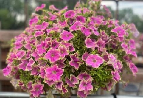 Петуния Amazonas Pink Macaw