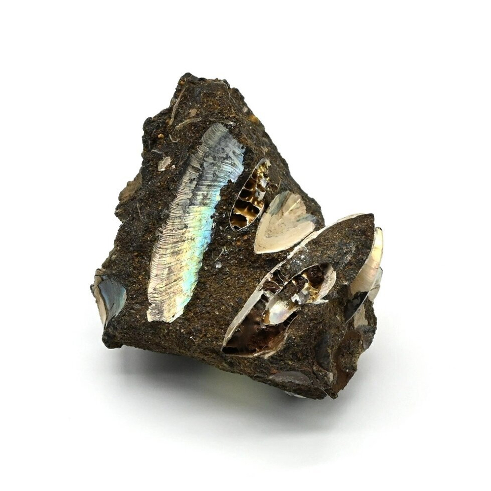 Минерал аммонит 49*35*29 мм., 48 гр. (T)