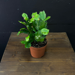 Шлюмбергера «Декабрист»