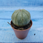 Euphorbia Obesa (Эуфорбия)