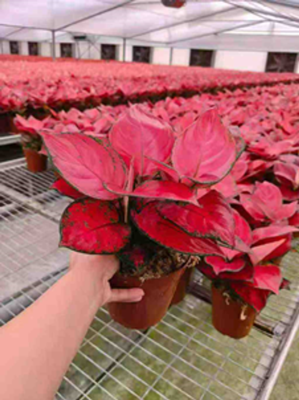 Аглаонема Noble Red д.15