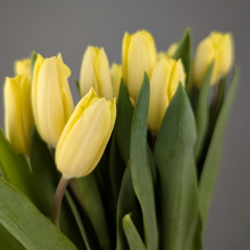 Пачка Кремовых Тюльпанов (25 шт.)