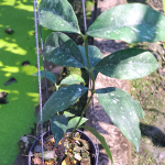 Хойя CYSTIANTHA SPLASH