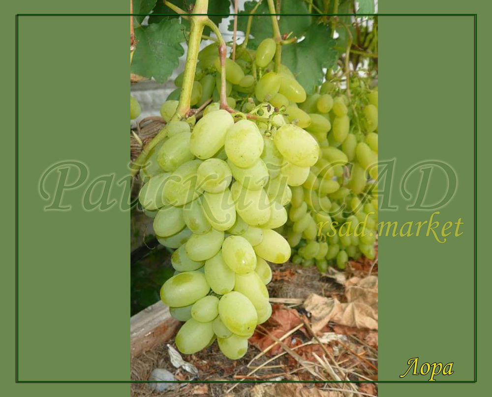 Виноград Лора (Флора)