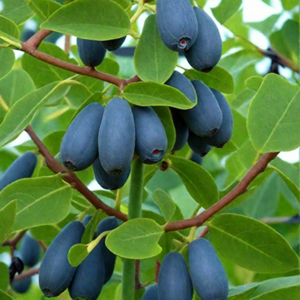 Жимолость Блю Вельвет