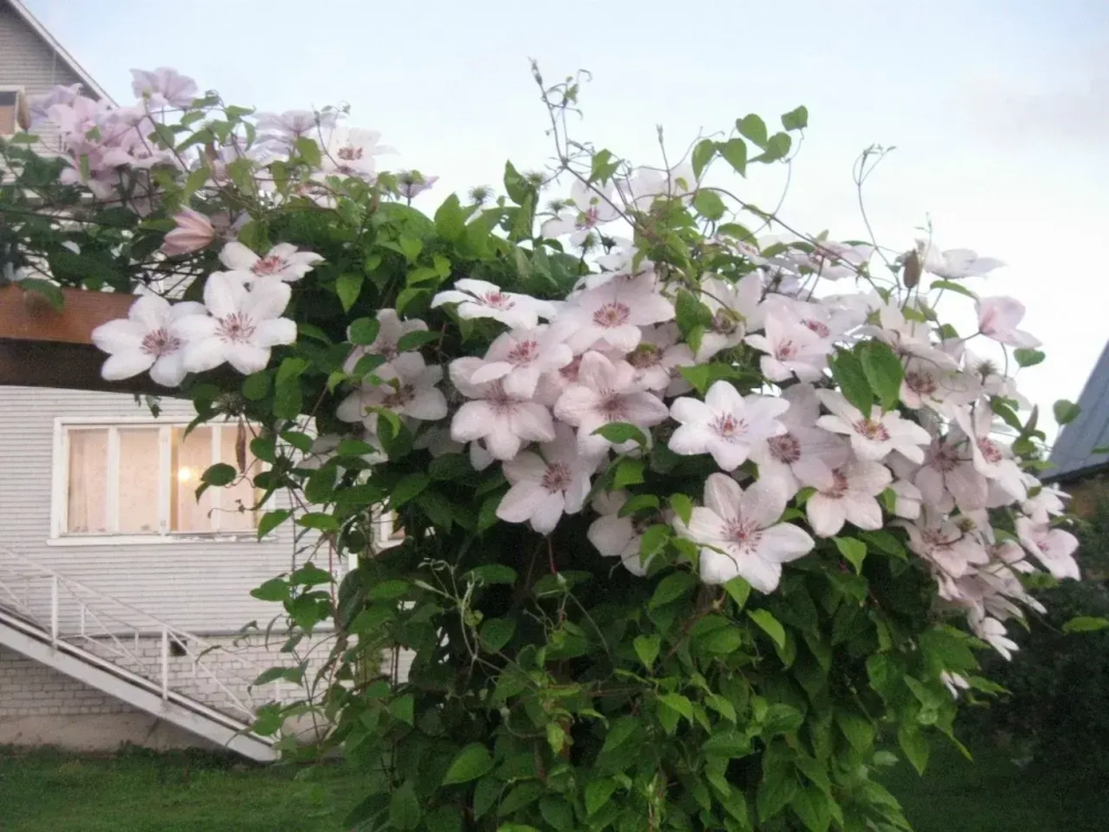 Клематис гибридный Ян Павел II Закупка М33 апрель 2026