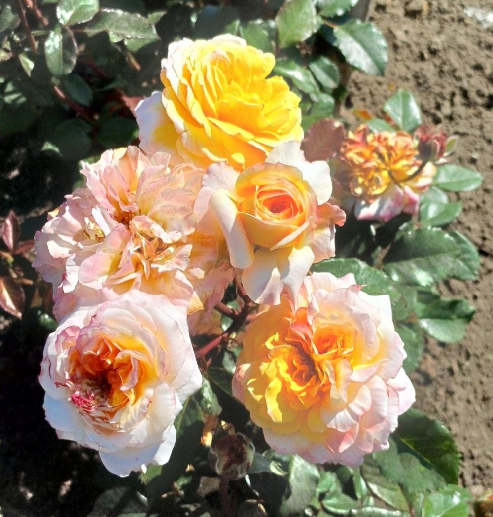 Роза Жорж Данжан Rosa Georges Denjean
