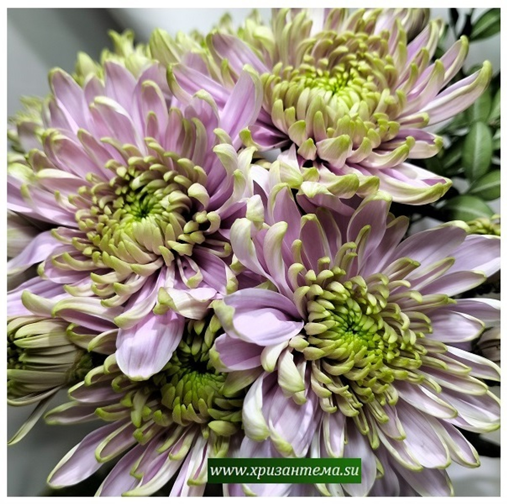 Хризантема одноголовая Rossano Charlotte /о.17/поставка весна 2026г/