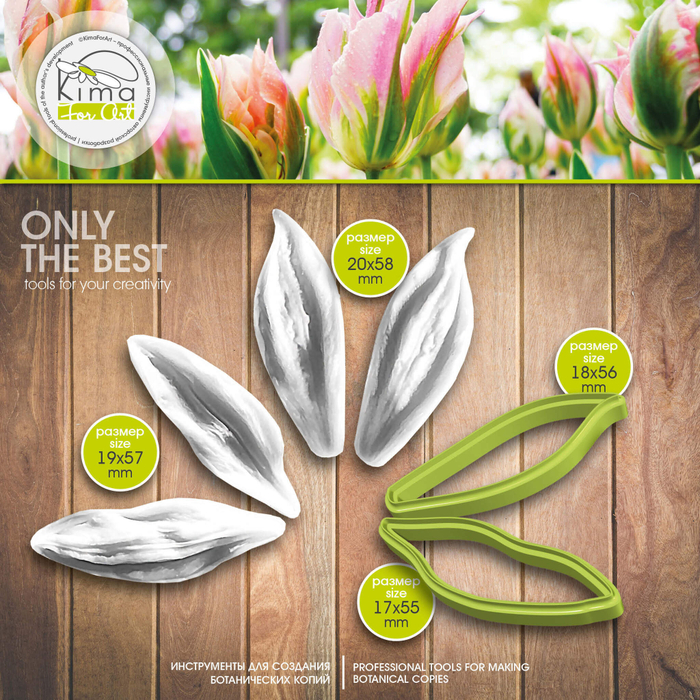 Тюльпан зеленоцветный средний