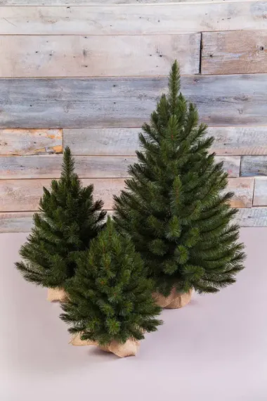 Елка Лесная Красавица в мешочке 45 см., леска, Triumph Tree (73988)