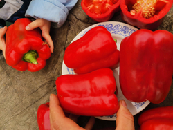 Сладкий Перец — Урожайный Гусева