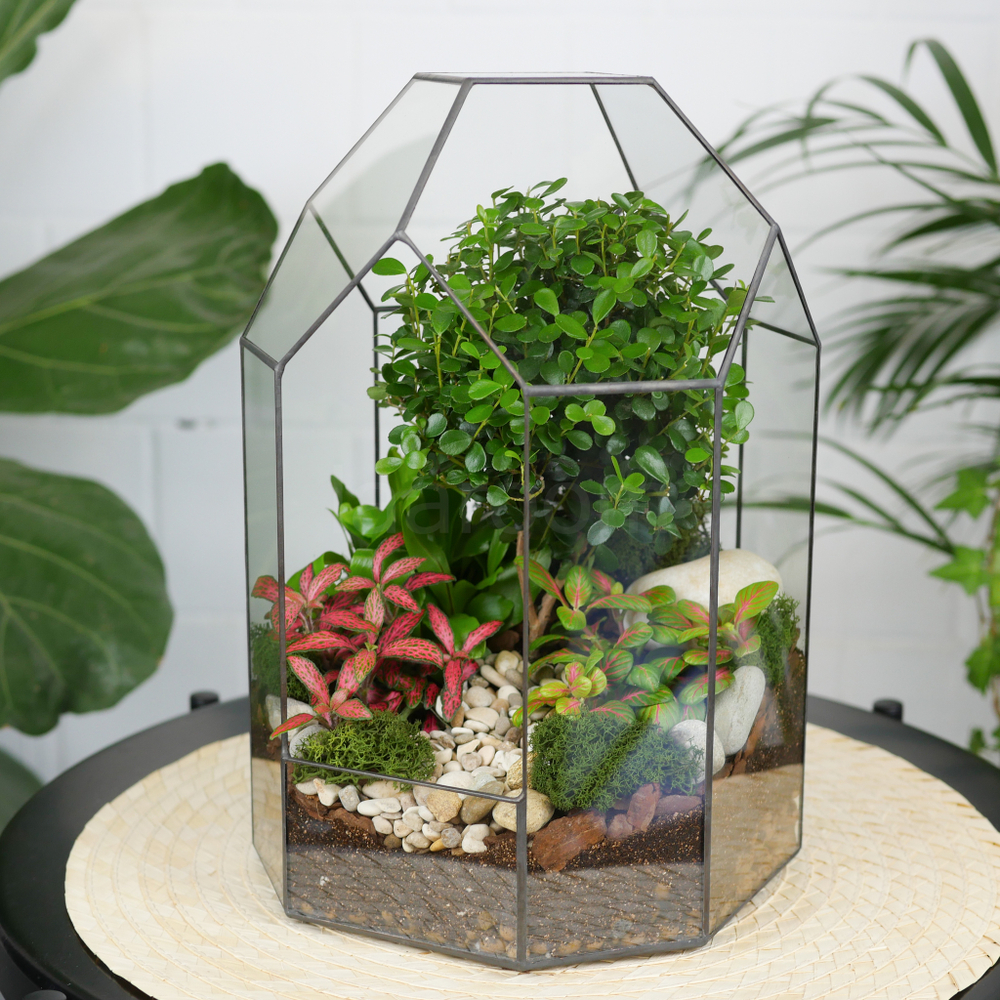 Готовый флорариум бонсай Мирсина Бонсариум