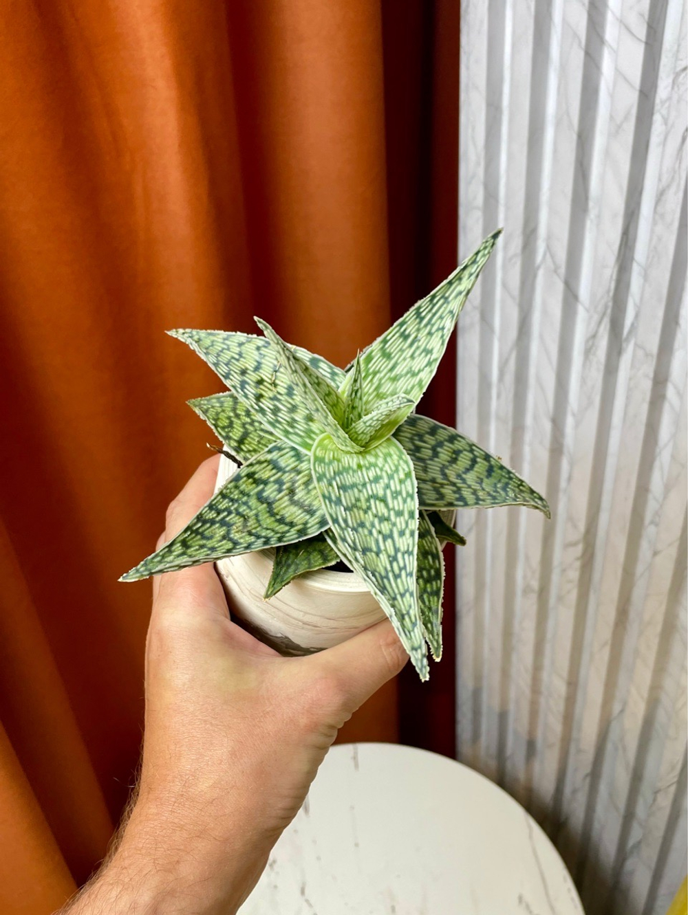 Алоэ Десерт Даймонд, D10см Н20см, 1шт, Urban Jungle