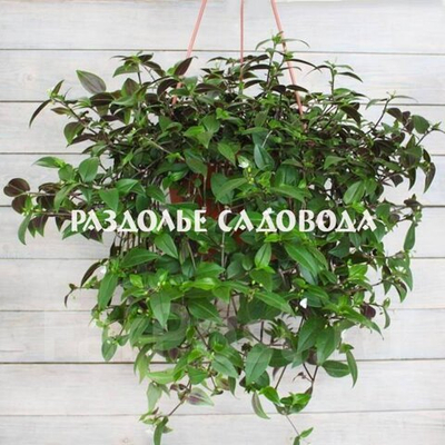 Традесканция приречная (горшок 0.4л)