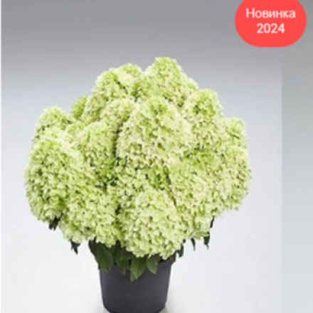 Панама «Panama» С3