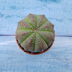 Euphoria Obesa (Эуфорбия)