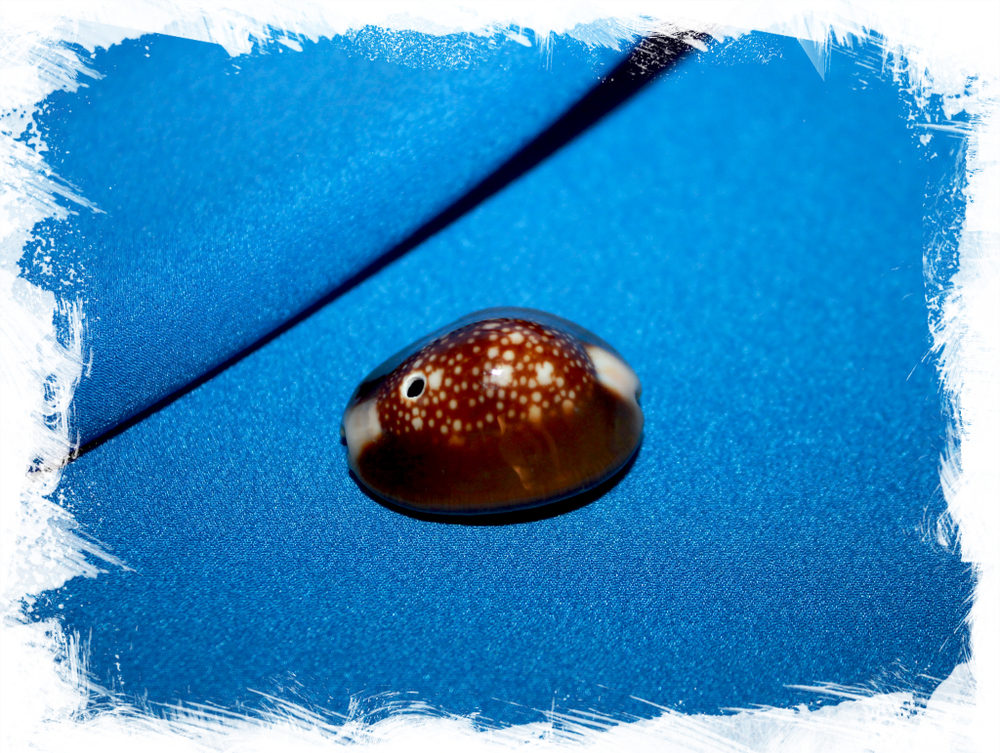 Ципрея капутсерпентис с одной дырочкой