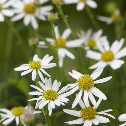 Калемерис вырезной "Alba". Kalimeris incisa "Alba".
