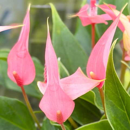 Антуриум Андре LILLI