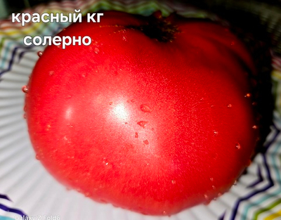 КРАСНЫЙ КИЛОГРАММ СОЛЕРНО