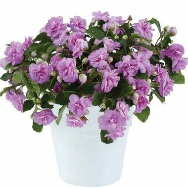 3810 Бальзамин Уоллера MUSICA LAVENDER (ВЕСНА 2025)