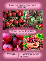 Крыжовник Колобок красный