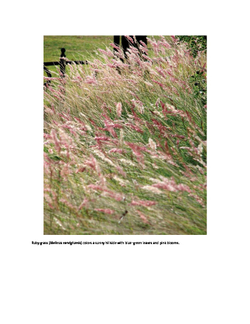 Lawn Gone! Low-Maintenance, Sustainable, Attractive Alternatives for Your Yard