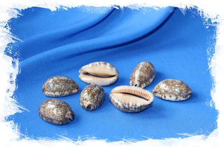 Ципрея Арабика, 3-6см, 120гр, 10шт, 250мл