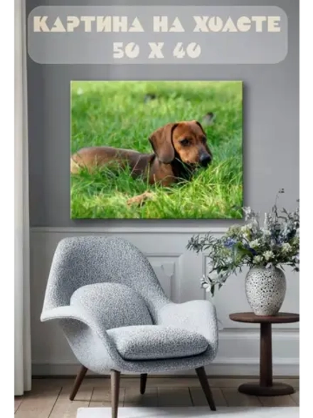 Картина на стену 40 X 50 Такса на траве
