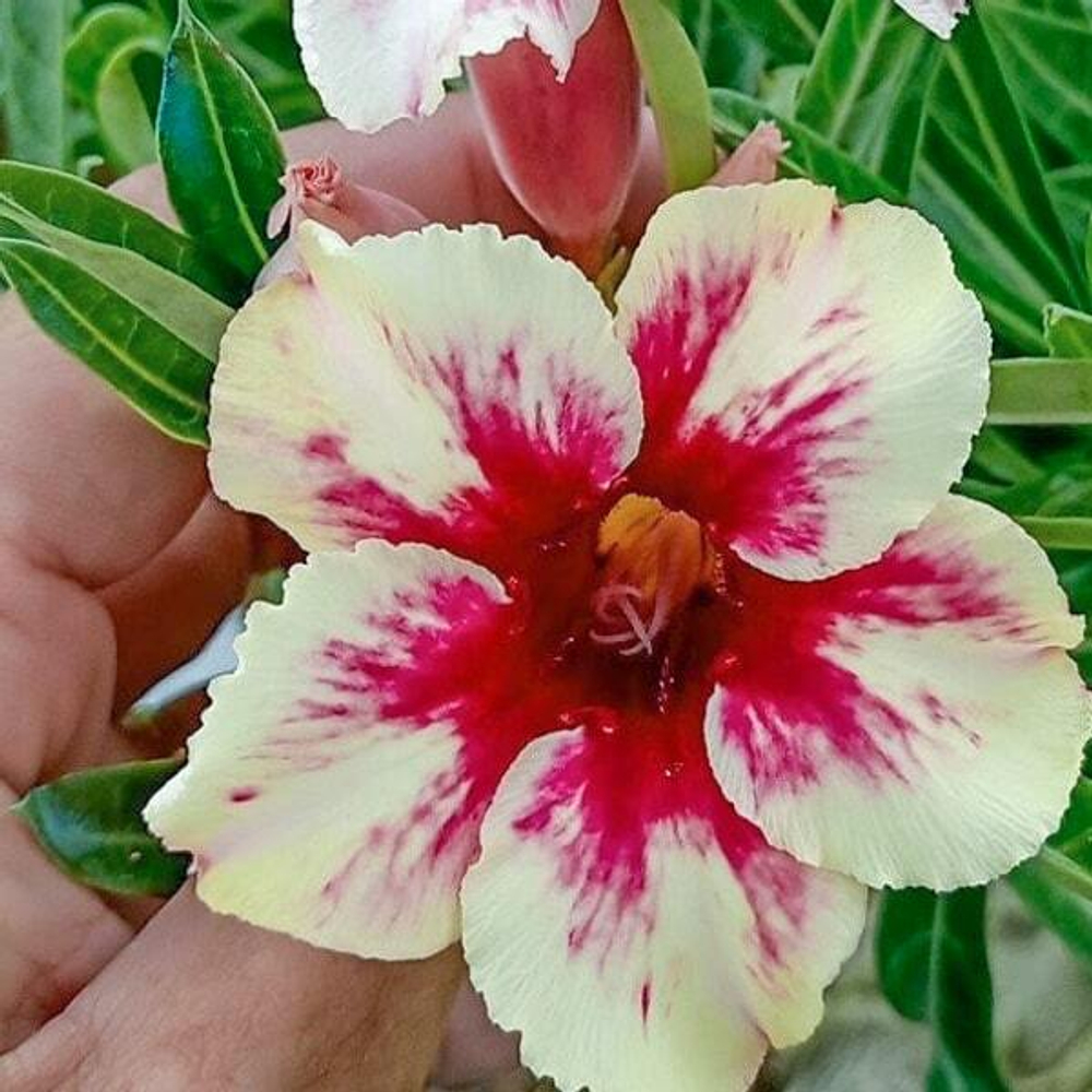 Адениум обесум 253 Ngọc Ngân 2