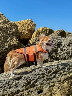 Спасательный жилет для собак и всех животных